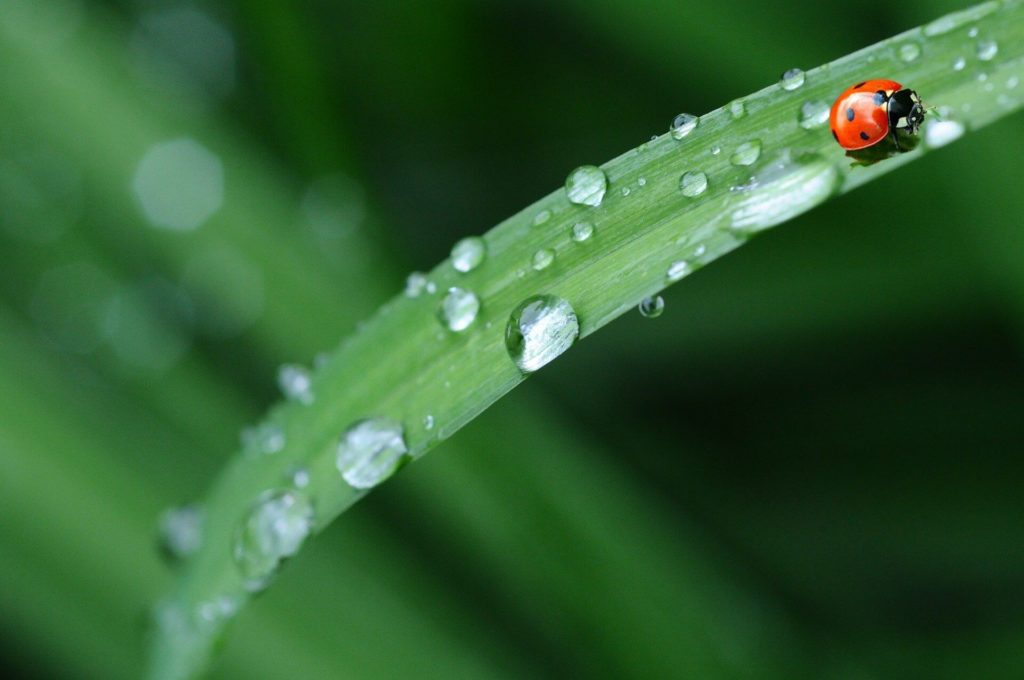 récupérer l'eau de pluie avec une citerne souple